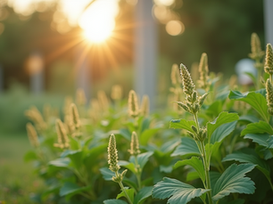 Discover the Benefits of Happy Lungs Herbal Formula