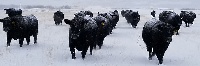 snow cows no pivot_edited.jpg