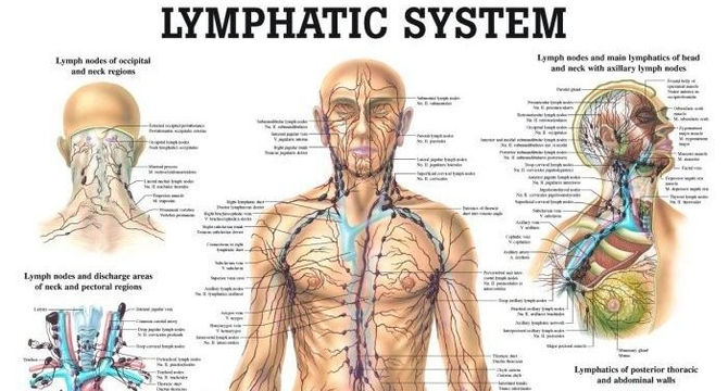 8 Ways to Clear Lymph Congestion