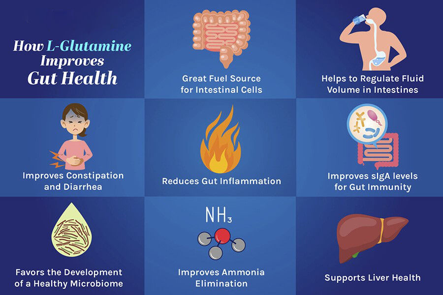L Glutamine and your gut