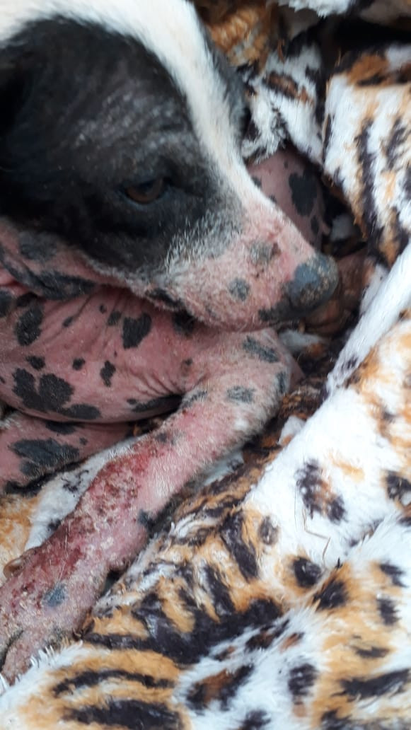 Cão com sarna negra identificada.