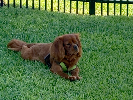 Meet Charlie!! A gorgeous ruby boy!!