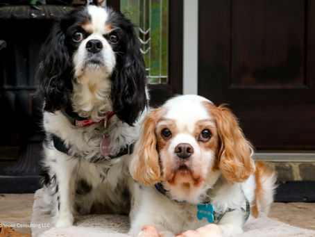 Martin and Jennie, seniors who need a second chance!