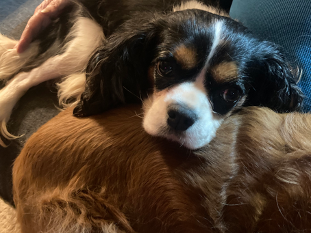 Meet Hope! Adoption Pending!!