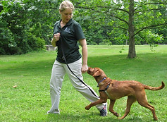 handler training dog leash walk