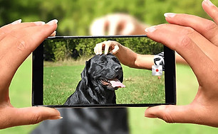 dog boarding picture