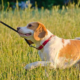 How to Stop Your Puppy From Pulling