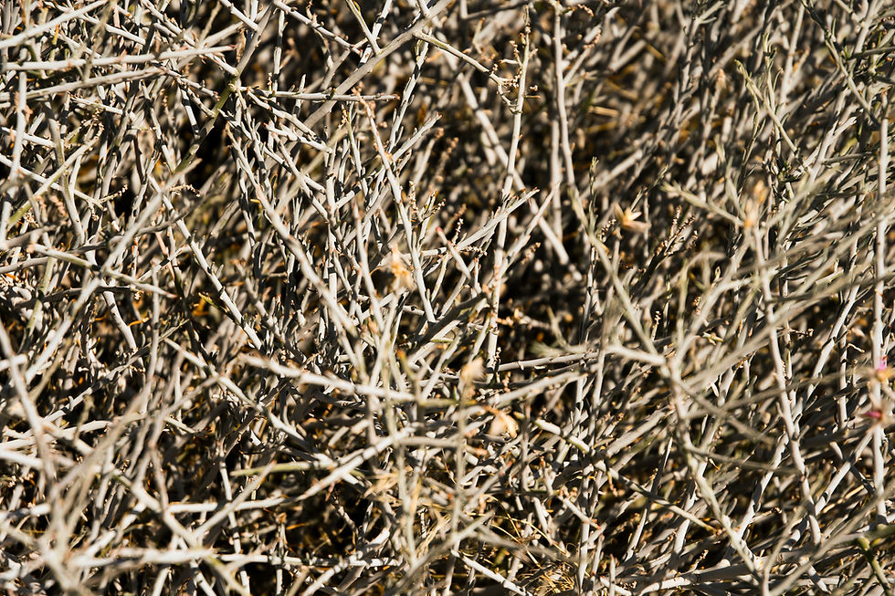 D75_1132.jpg