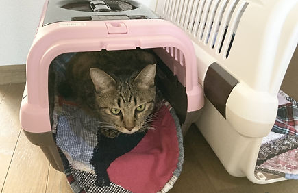 ご来院についての注意点<猫>