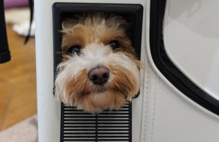 ご来院についての注意点<犬>
