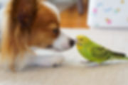 犬と小鳥