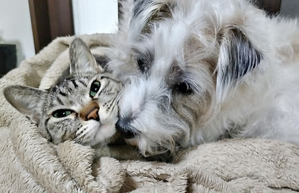 愛犬・愛猫たちのホームドクター