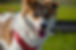 犬