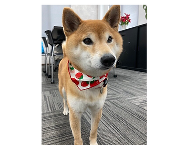 看板犬・うめちゃん