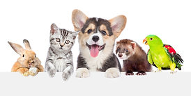 犬・猫・その他小動物の診療をしています