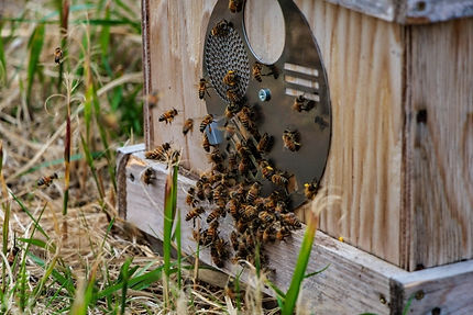 ミツバチの養蜂の巣箱