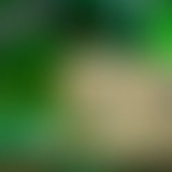 BEST of Saint Patrick’s Day