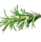 rosemary transparent_edited.png