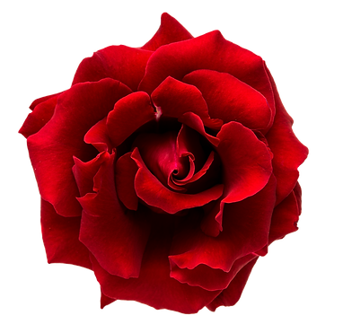 red rose transparent.png
