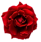 red rose transparent.png