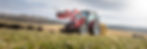 Massey with cows.jpg