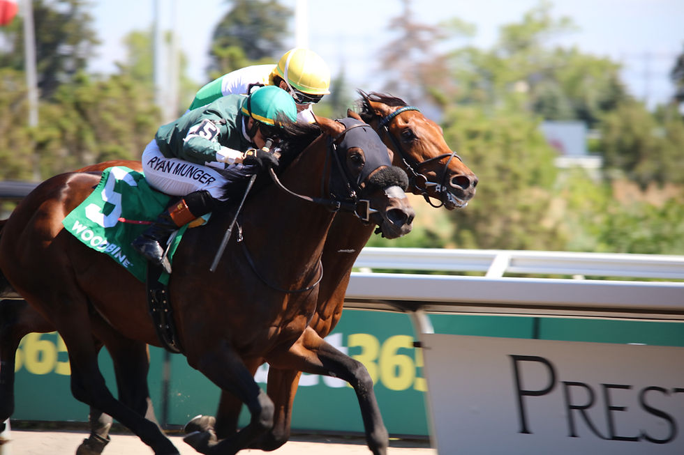 Brachetto prepares for the King's Plate