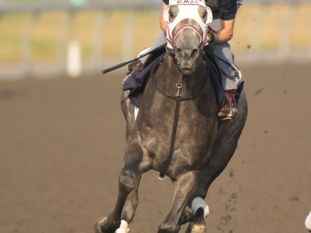 KING'S PLATE: WHO DO YOU LIKE?