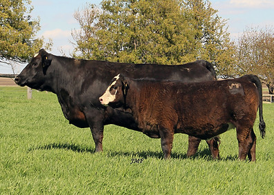 103J pair May 2026 low res.jpg