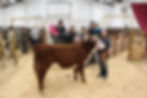 Donation Heifer from K & M Cattle