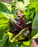 Mystery Lettuce That Turned Out to Be Radicchio (and the Perfect Italian Aperitivo)