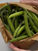 Broad Beans, Pods and All