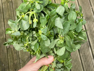 From Antalya to the Allotment: A Purslane Dish with Deep Roots