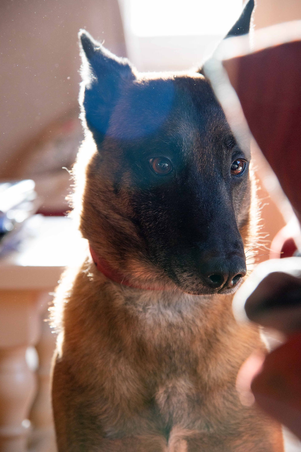Second chien se repose après détection punaises