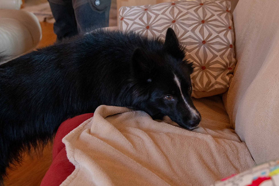 Chien recherche punaises de lit sur canapé