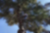 Tree service