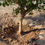 Thumbnail: ISONEM SOIL WATER TRAP