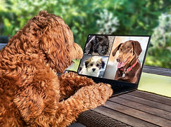 online emotional support dog training