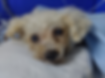 Raio-X Digital.png