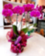 Orquídea Roxa