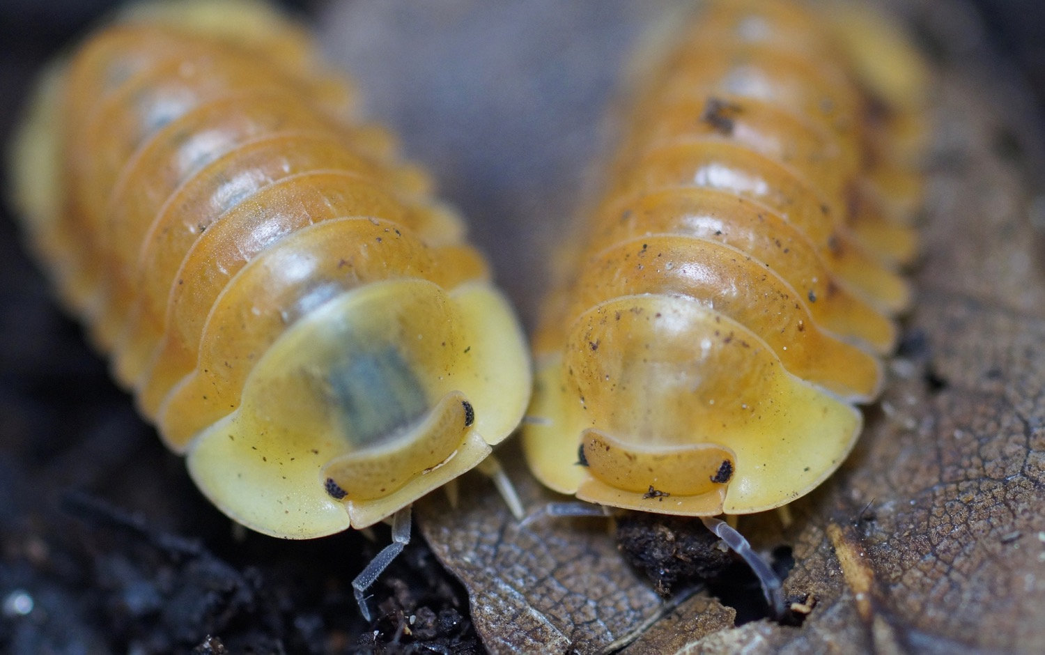 Cubaris “Blonde Ducky” | Isopod Source