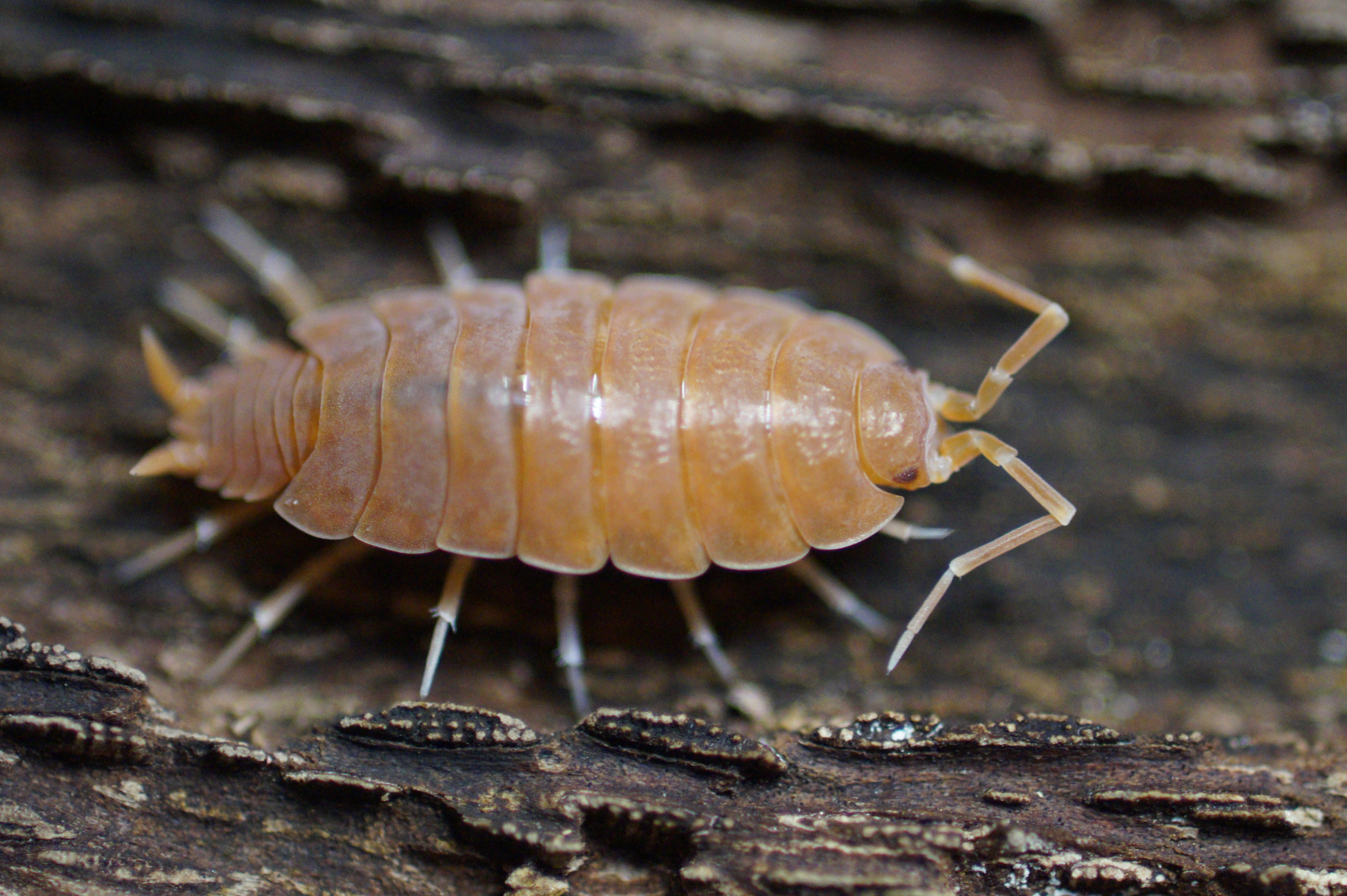 P. pruinosus "Powder Orange" Isopod Source