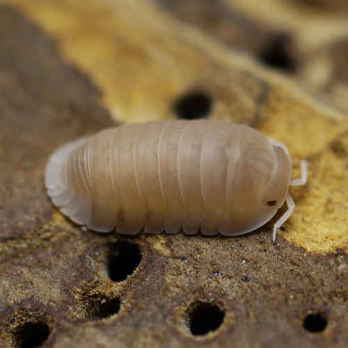 Cubaris murina “Papaya” Isopod Source