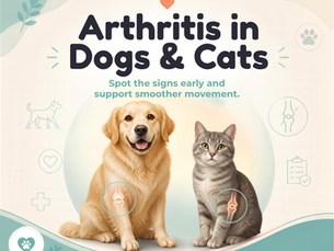 Is It Just Old Age? Recognizing Arthritis in Dogs and Cats