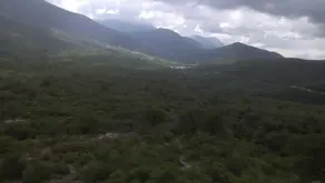 Variables ambientales son cruciales para la distribución de especies de chinches