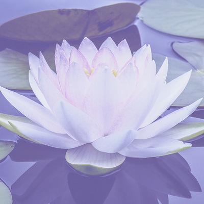 Water Lily_edited_edited_edited_edited_edited_edited_edited.png
