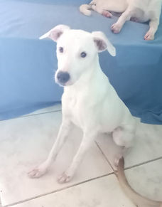 Es un amor de perrita