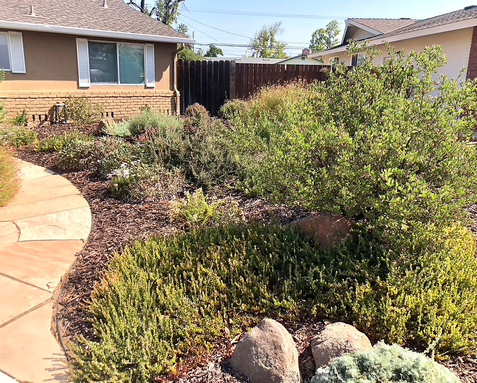 Manzanita in Native Garden