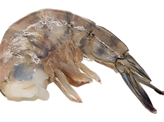 u12.png