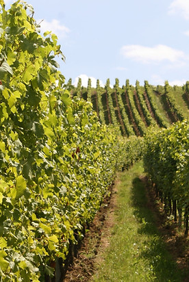 vignoble aquitaine