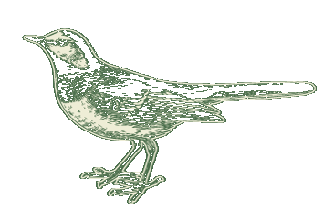 earlybird.gif